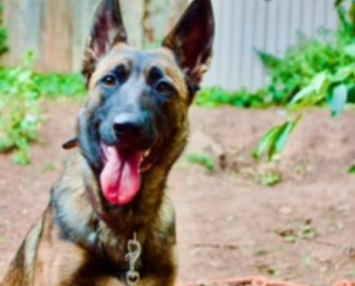 Dog & puppy 🐕 cover photo collage