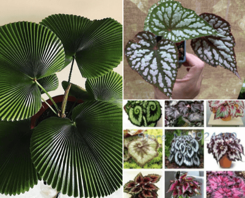 Plantestries ☘️ cover photo collage