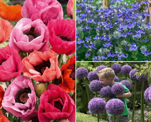 Must-have spring bulbs cover photo collage