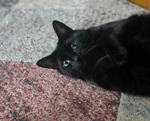 Cat Mom Must Haves! cover photo collage