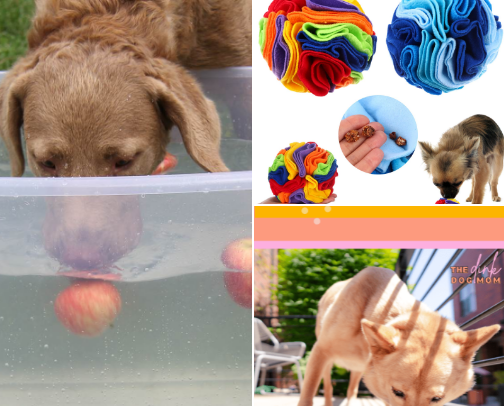 Wallet Friendly Budget Dog Enrichment Ideas cover photo collage