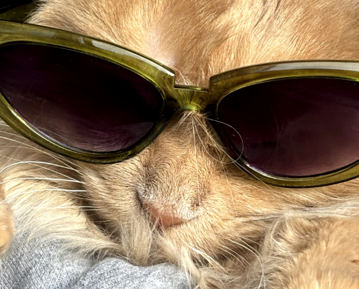 I LOVE MY CAT &lt;3 cover photo collage