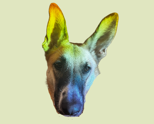 Helpful Products for a High-Energy Pup! cover photo collage