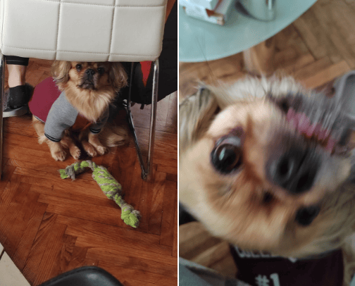 ~Pet~ cover photo collage