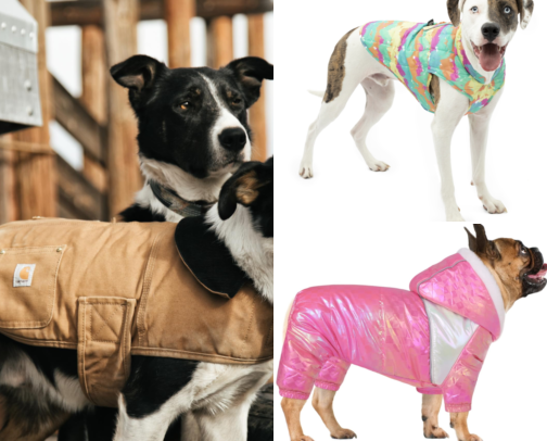 How I Stopped My Dog From Shivering Through Every Winter Walk cover photo collage