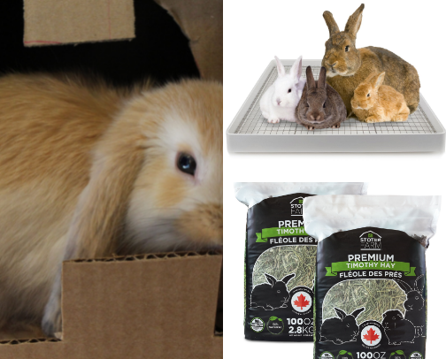 Bunny Essentials cover photo collage