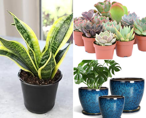 🌱 Indoor Plants & Greenery cover photo collage