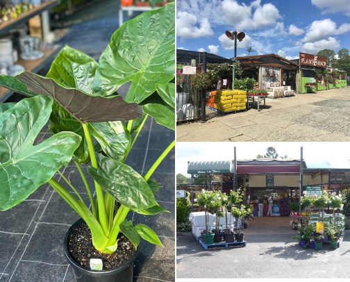 My planty finds cover photo collage