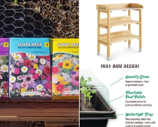 Cheap beginner garden. 🫘🫛🍓🌷 cover photo collage