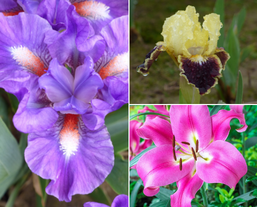 Best Fall Bulbs to Plant for Stunning Spring Blooms – Irises, Tulips, Daffodils & More cover photo collage