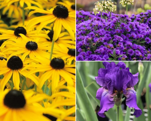My Pollinator Garden 🦋🌸🐝 cover photo collage