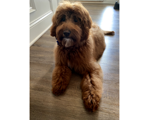 Pet Must Haves - Puppy curated, time tested, and durability approved! cover photo collage