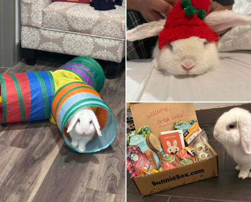 For Bunny Parents cover photo collage