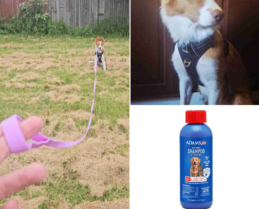 Dog Essentials cover photo collage