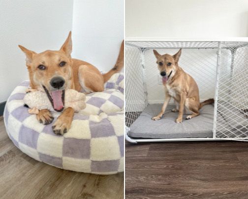 For the Dog with Good Taste cover photo collage