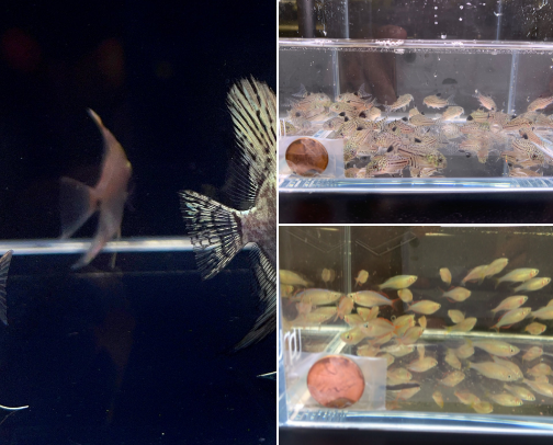 In My Fish Keeping Era cover photo collage