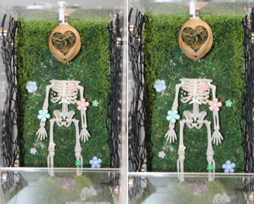 DIY jumping spider enclosure🕸️ cover photo collage