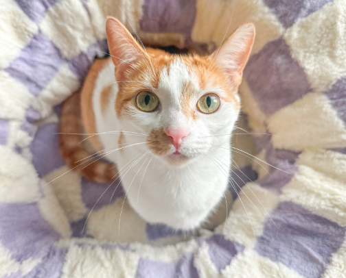 Elevated Cat Living cover photo collage