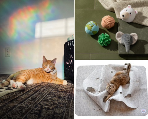 Pumpkin's Supplies 🐈(Cat) cover photo collage
