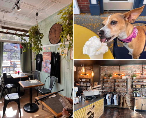 pet-friendly cafés in MA ⋆ ˚｡⋆౨ৎ˚ cover photo collage