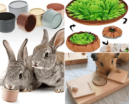 Bunny Heaven - a guide for new bunny parents cover photo collage
