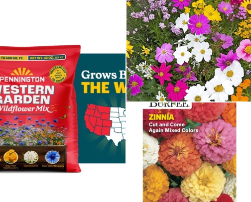How I Turned My Embarrassing Bare Yard Patch Into a Wildflower Meadow cover photo collage