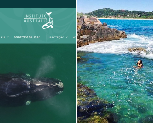 I Finally Found the Perfect Whale Watching Trip in Praia do Rosa cover photo collage