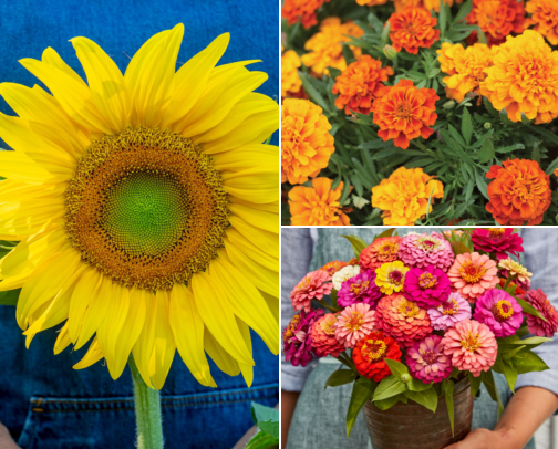 Flower seeds cover photo collage