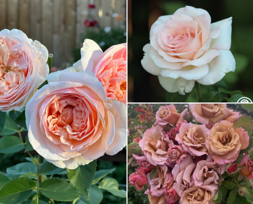 Roses & Gardening cover photo collage