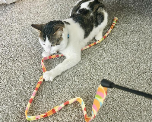 Cat Mom Must Haves cover photo collage