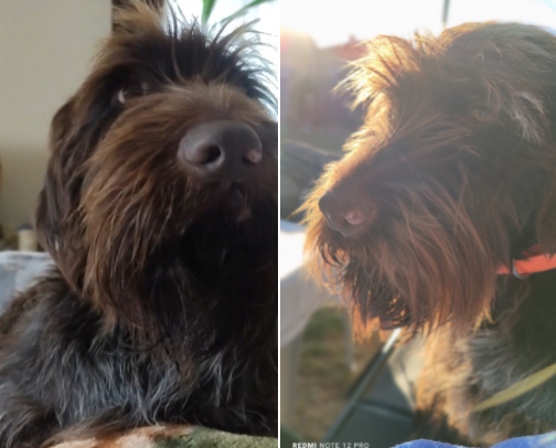 Dog Essentials – In Loving Memory of Čeda 🐾❤️ cover photo collage