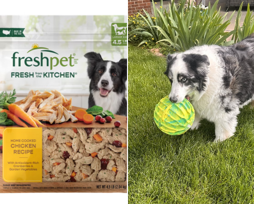 Dog owner must have products cover photo collage