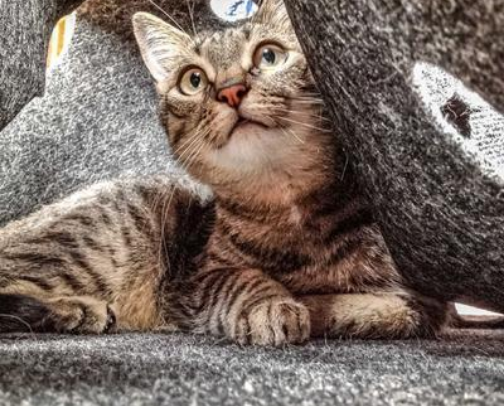 New cat owners must havess!! cover photo collage