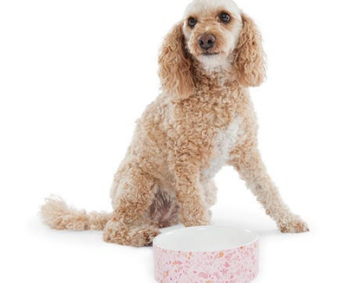 Doggo essential 🐶🐾 cover photo collage