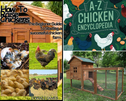 Everything chicken cover photo collage