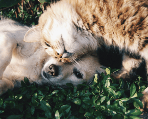 Pets World cover photo collage