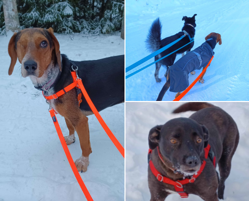 My go-to dog harness and leash (and why I’ll never use another) cover photo collage