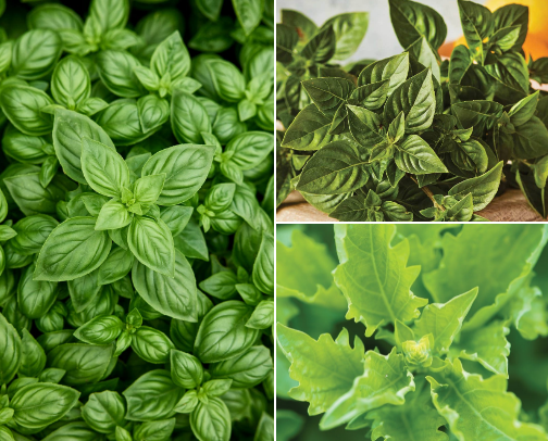 🌿 The Best Types of Herbs to Grow at Home cover photo collage