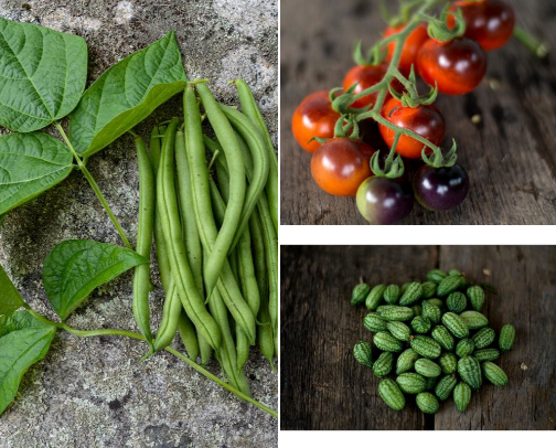 Grow your own food cover photo collage