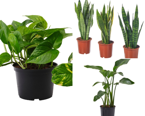 Reptile Go-to’s & Essentials from Ikea cover photo collage