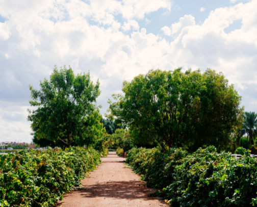 My top Chandler recs cover photo collage