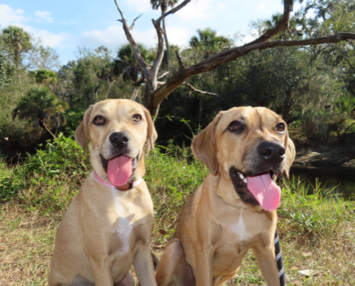 Things your pup will paws-itivly enjoy!🐾 cover photo collage