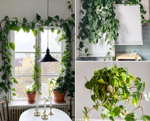 A Plant Guide for the Beginner Plant Parent cover photo collage