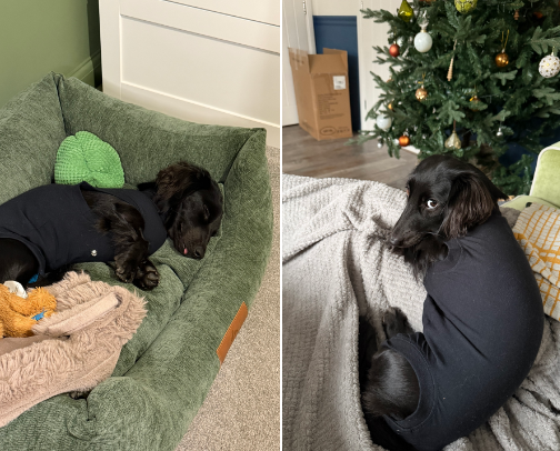 Dog spay recovery must-haves cover photo collage