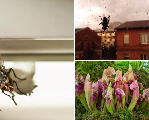 Items that keep bugs and flies away cover photo collage