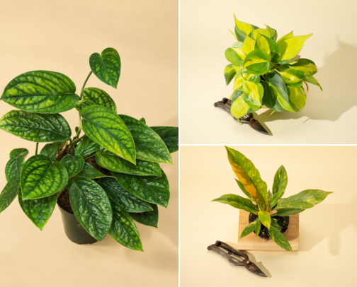 My Low-Drama Houseplants (Easy to Care and Beginner-friendly) 🪴 cover photo collage