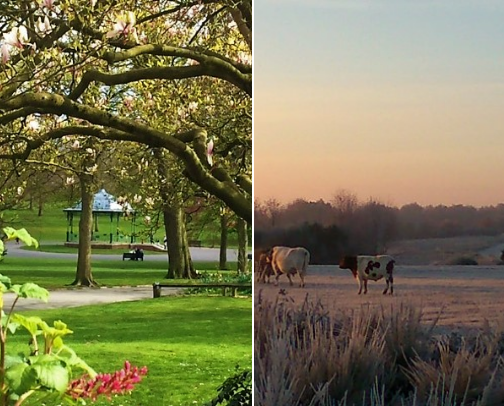 My top local recs cover photo collage