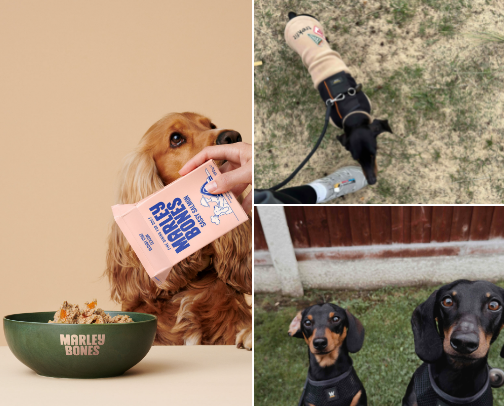 Dog Recommendations from a dog mum cover photo collage
