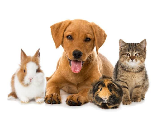 FURPARENT? EYES ON HERE! cover photo collage