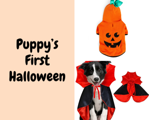 Puppy’s First Halloween? We Have Got You Covered! 👻🦇 cover photo collage